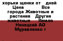 хорьки щенки от 35дней › Цена ­ 4 000 - Все города Животные и растения » Другие животные   . Ямало-Ненецкий АО,Муравленко г.